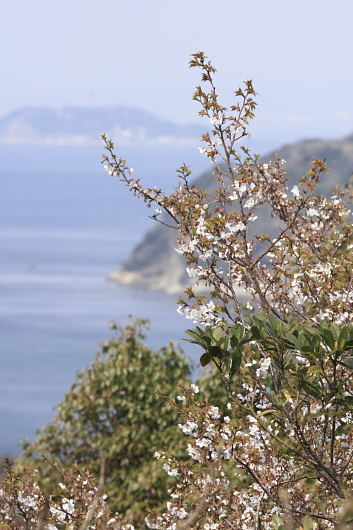 平成22年3月　山桜と江ノ島
