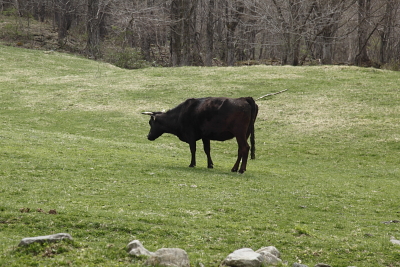 平成21年5月　放牧地の牛