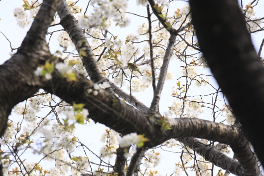 平成22年3月　桜と小鳥