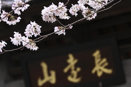 平成22年4月　富士川沿いのお寺で。