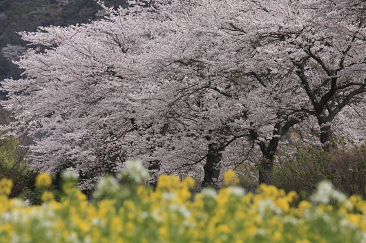 平成22年4月　富士川の土手の花々