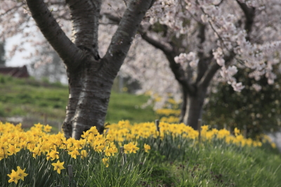 平成22年5月　大船渡の桜と水仙