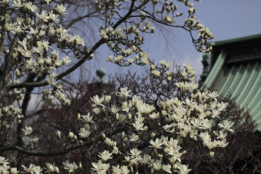 平成22年2月　長谷寺（ハクモクレン）