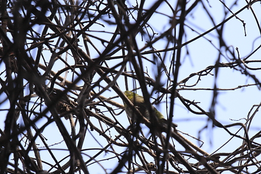 平成22年3月　メジロ