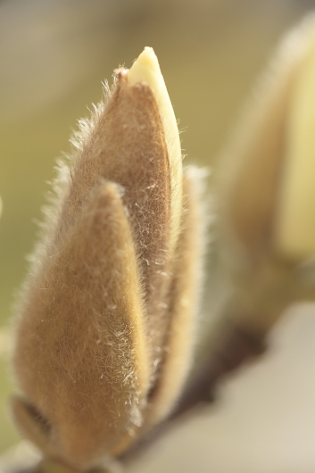 平成22年3月　長谷寺（ハクモクレン2）