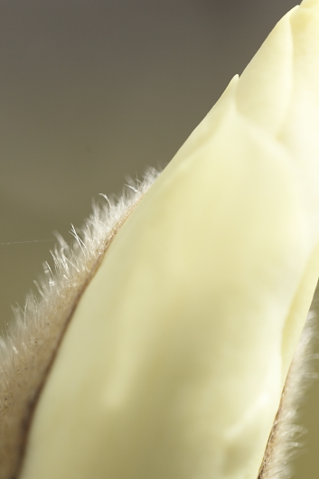 平成22年3月　長谷寺（ハクモクレン3）