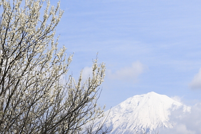 平成22年4月　青空と桃と富士山