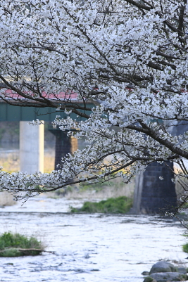 平成22年4月　里川と桜