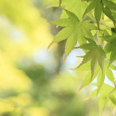 平成22年4月 円覚寺(新緑)