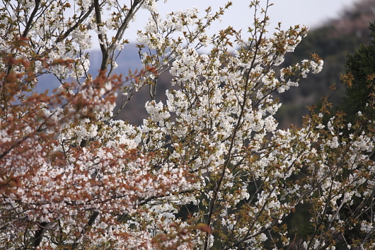 平成22年3月　山桜