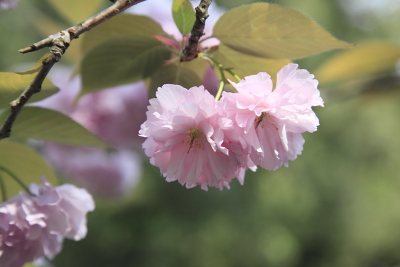 平成22年4月 円覚寺(八重桜)