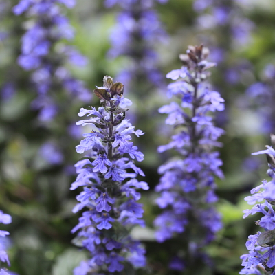 平成22年4月　円覚寺（ジュウニヒトエ）