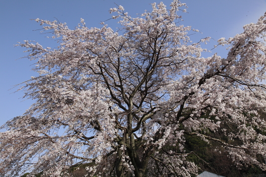 平成22年3月　伊豆の桜