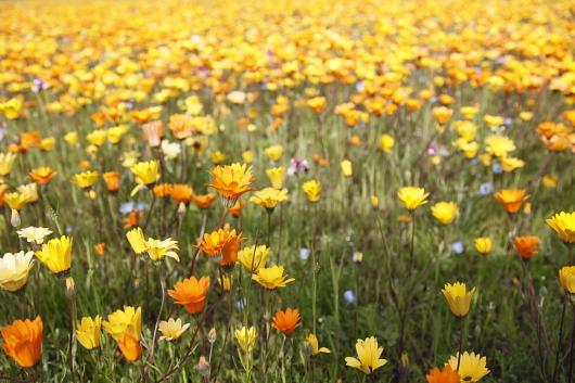 平成22年3月　お花畑