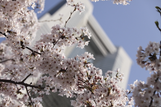 平成21年4月　ランドマークタワーと桜