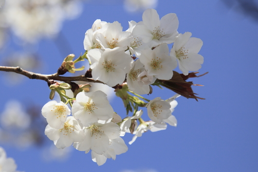 平成22年3月　ＭＭ２１の大島桜