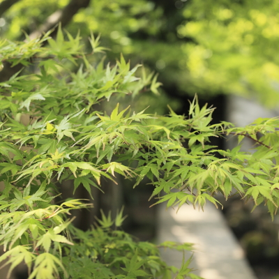 平成22年4月 円覚寺(龍隠庵への小路)