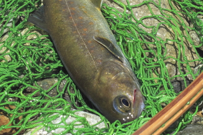 平成22年6月　木曽のイワナ2