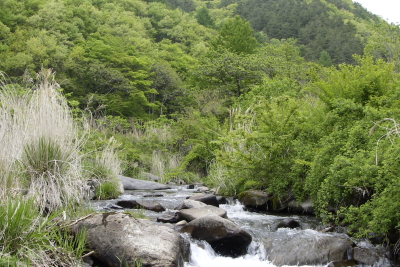 平成20年5月　新緑の渓（木曽）２