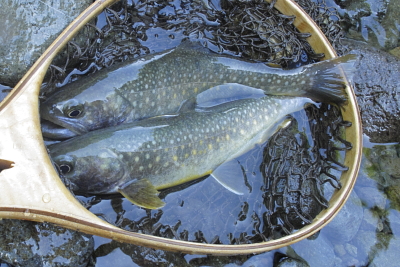 平成22年6月　鳥海のイワナ5（ダブルヒット2）