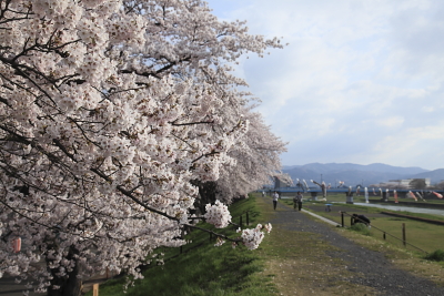 平成22年5月　磐井川と鯉幟、土手の桜