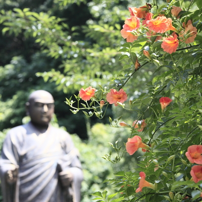 平成22年7月 妙本寺(のうぜんかずら)