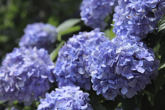 平成22年7月 妙本寺(紫陽花)