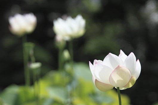 平成22年7月 本覚寺