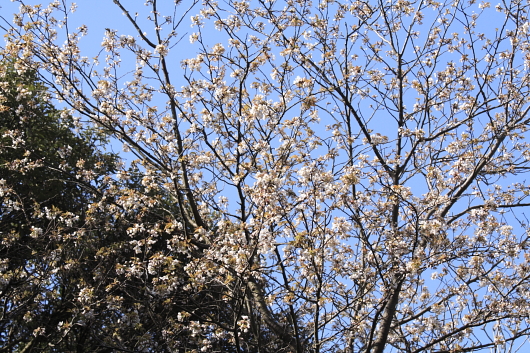 平成22年3月　山桜（葉山）