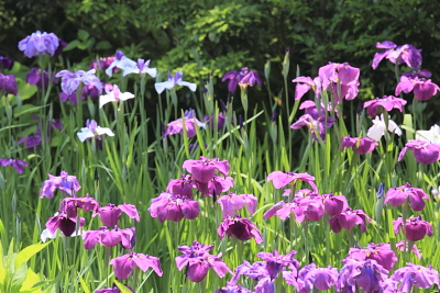 平成22年6月　花菖蒲（東慶寺）3
