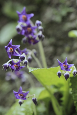 平成22年6月　岩たばこ（東慶寺）4