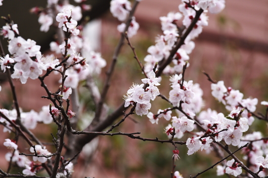 平成22年3月　遅れた梅