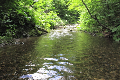 平成22年7月　岩手県北の渓２