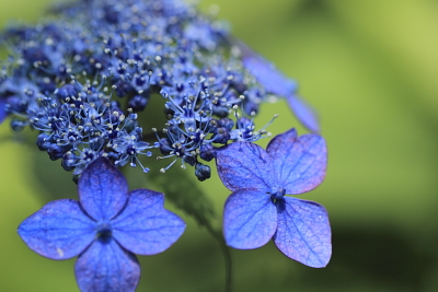 平成22年6月　紫陽花（明月院）2