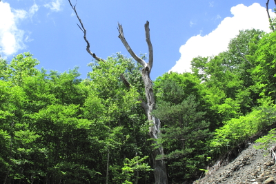 平成22年7月　岩手県北の渓４