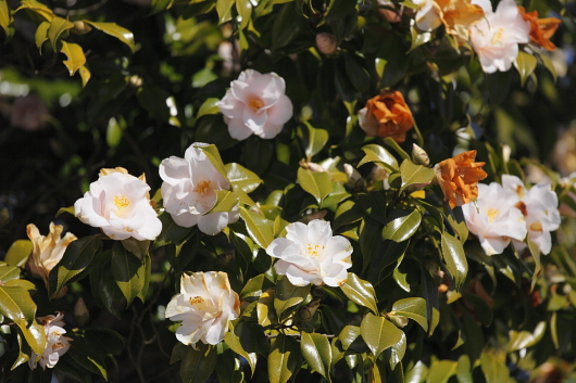平成21年2月　芦名の椿