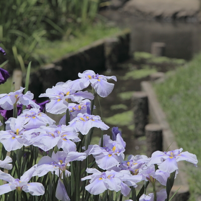 平成22年6月　花菖蒲（明月院）2