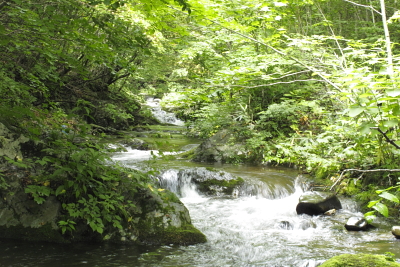 平成22年7月　岩手県北の渓６