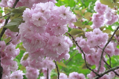 平成22年5月　山里の八重桜（飛騨）
