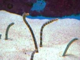 チンアナゴとニシキアナゴ