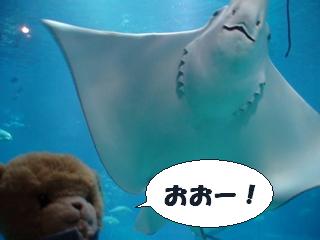 海遊館で出会ったの♪