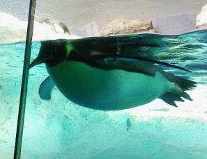 こっちが本物。