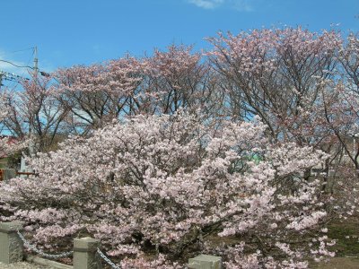 桜２.jpg