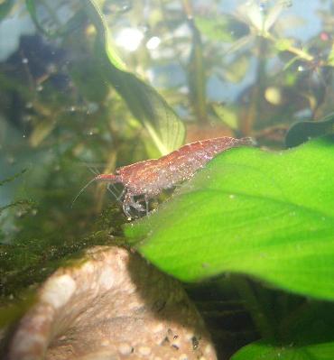 チェリーシュリンプのメス 8.25