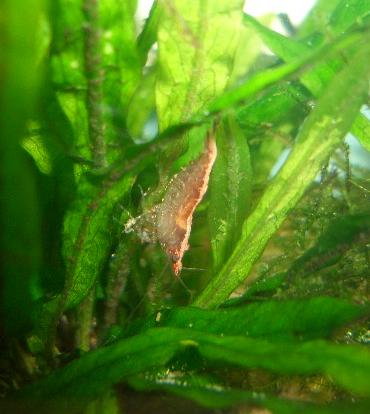 卵巣がわかるチェリーのメス 8.25