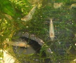 ミナミヌマエビ