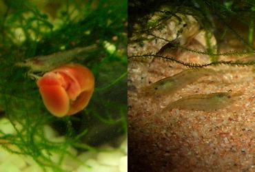 ミナミヌマエビ、レッドラムズホーン、アルジーライムシュリンプ