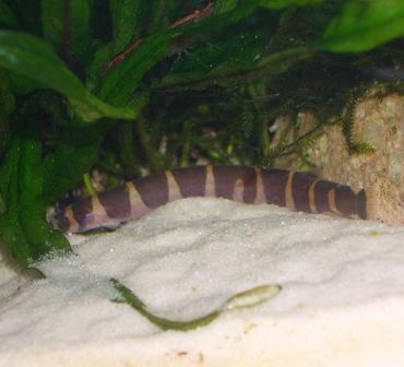 クーリーローチ