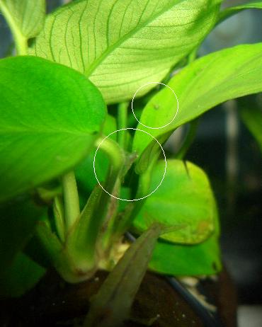 稚エビの大きさ比較