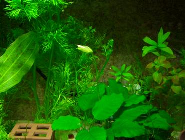 新60cm水槽の水草 1,20